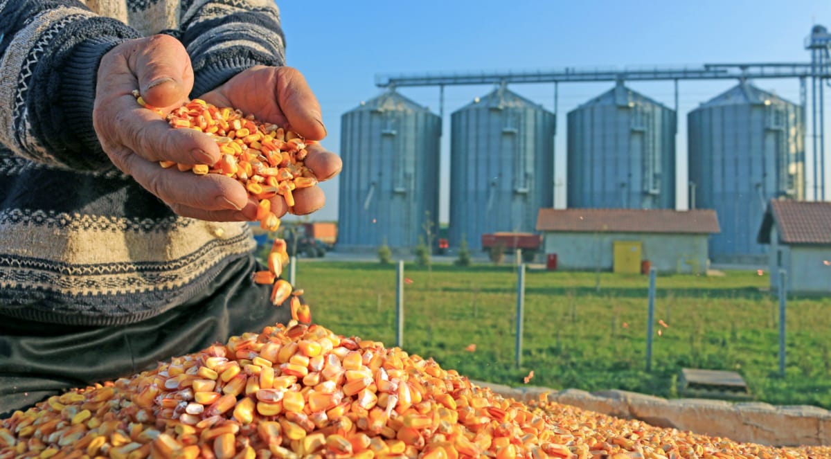 Homem segura com as mãos grãos de milho com silos ao fundo