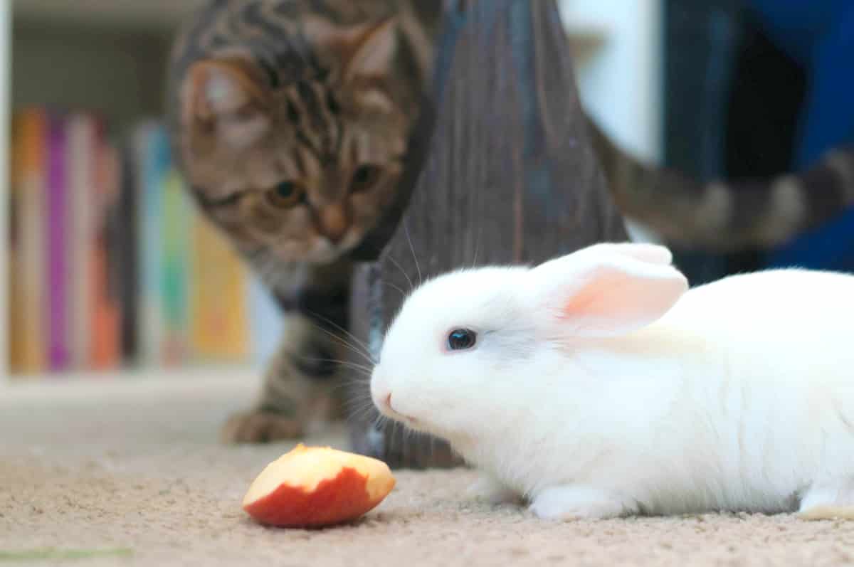 Gato observa um mini coelho comendo dentro de casa