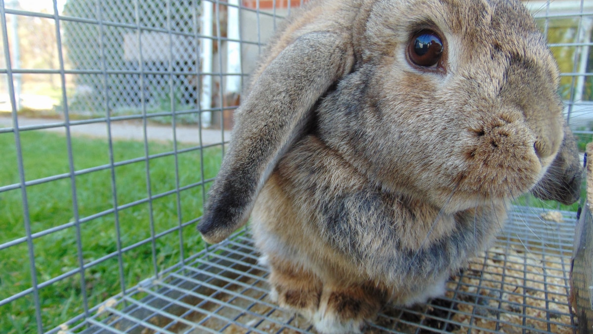 Mini coelho numa gaiola no quintal de uma casa