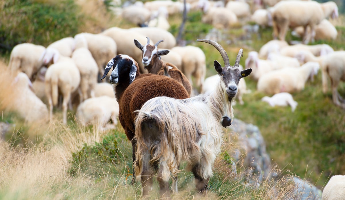 Criação de ovinos e caprinos no campo