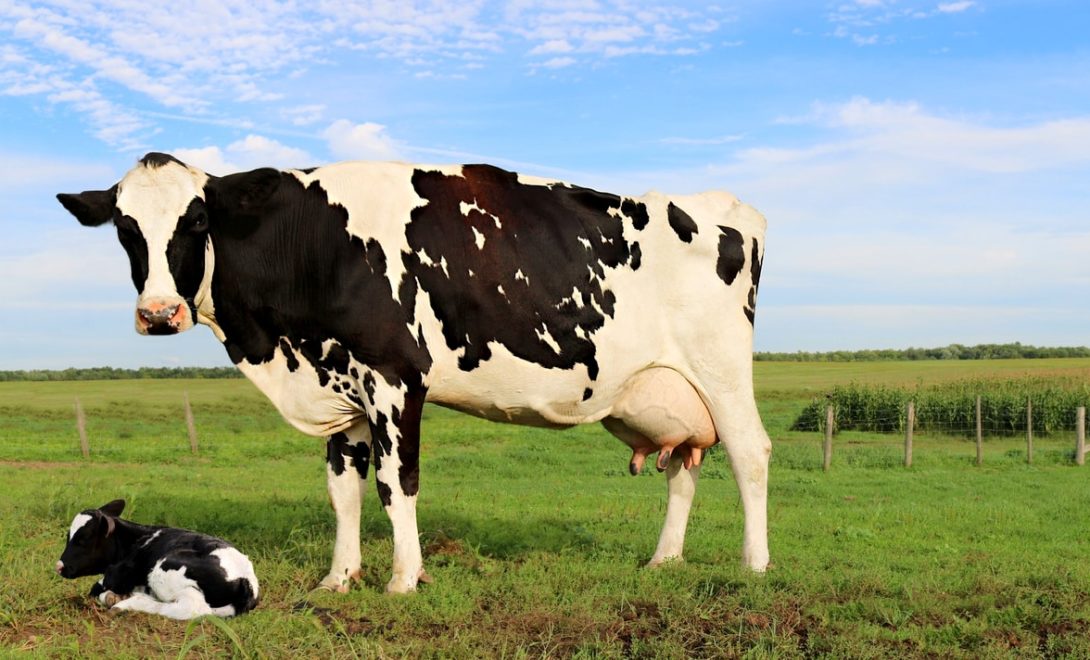 Vacas leiteiras: 5 dicas para aumentar a fertilidade