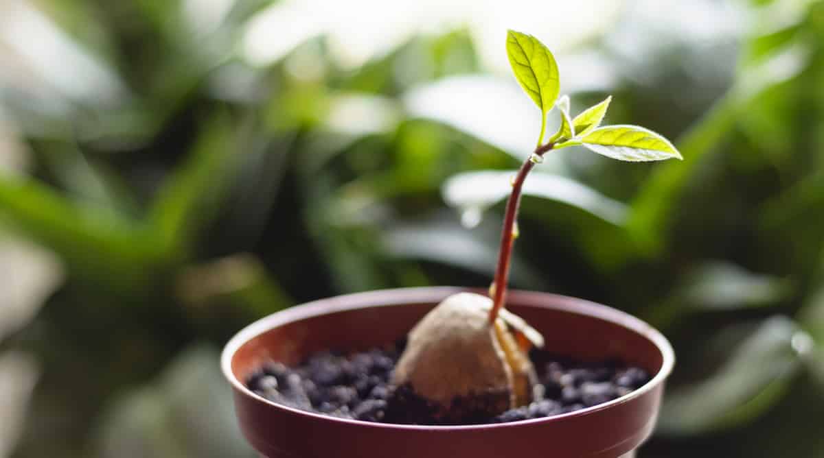 Plantar muda de abacate num vaso