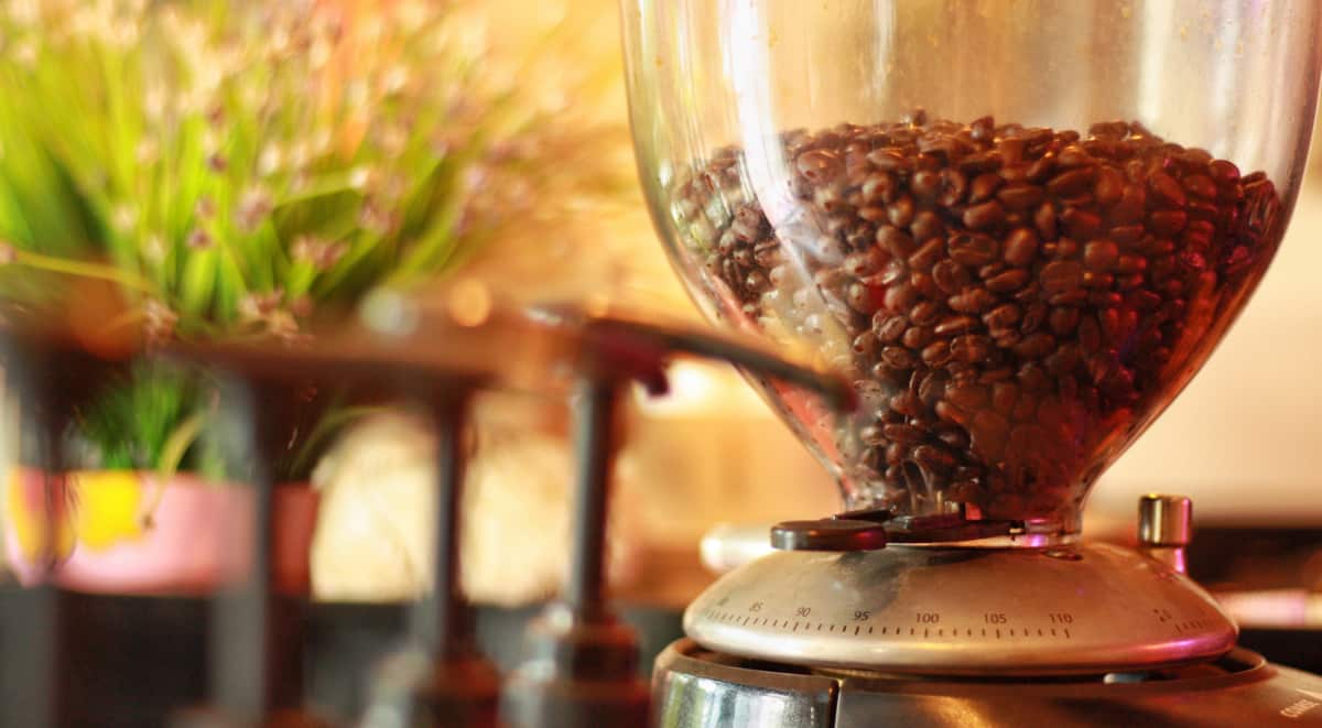 Cultivares de cafés Conilon e Robusta. - Portal Embrapa