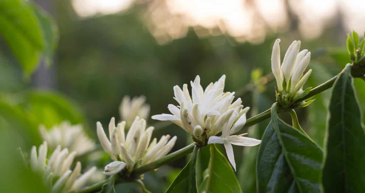 Florada de café conilon