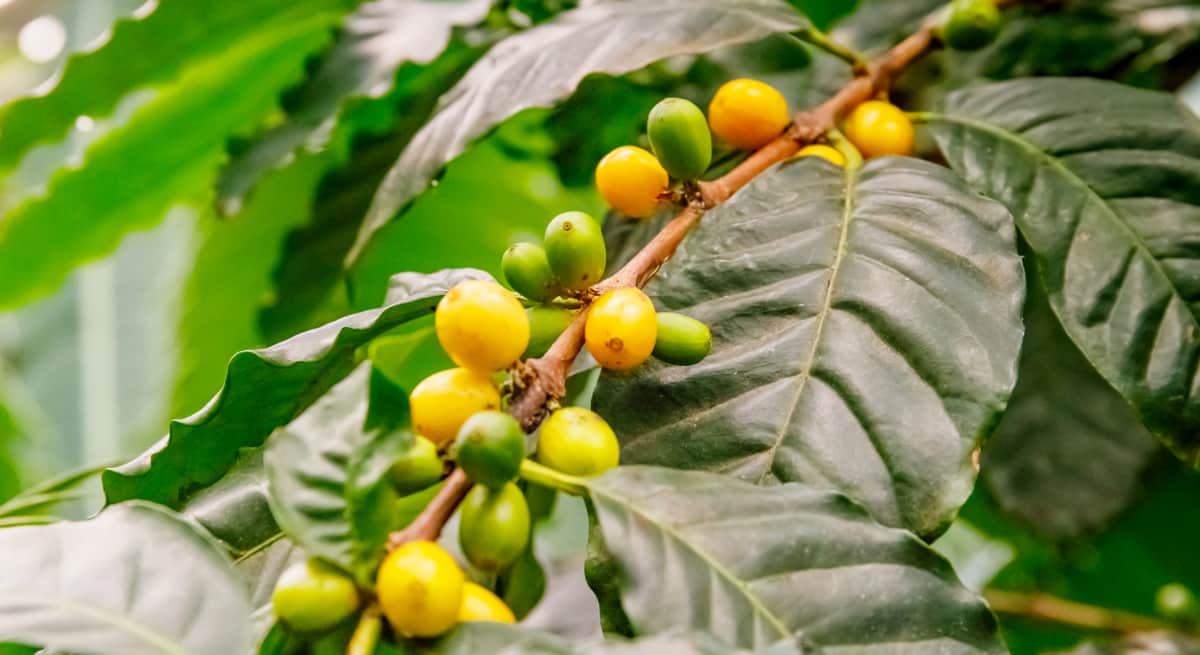 Café conilon com frutos da cor amarela