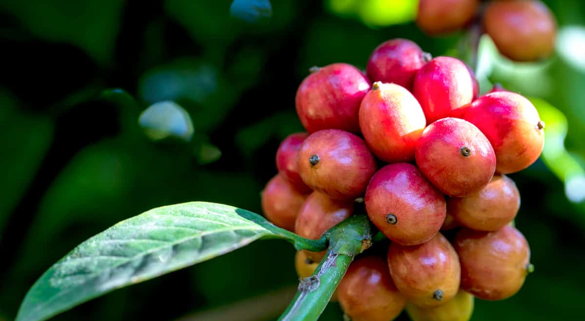 Grãos secos de café arábica (coffea arábica) e conilon (coffea