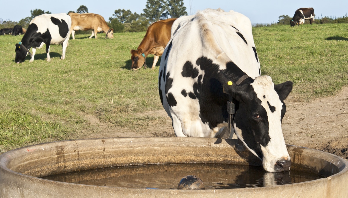 Vaca leiteira bebendo água em bebedouro