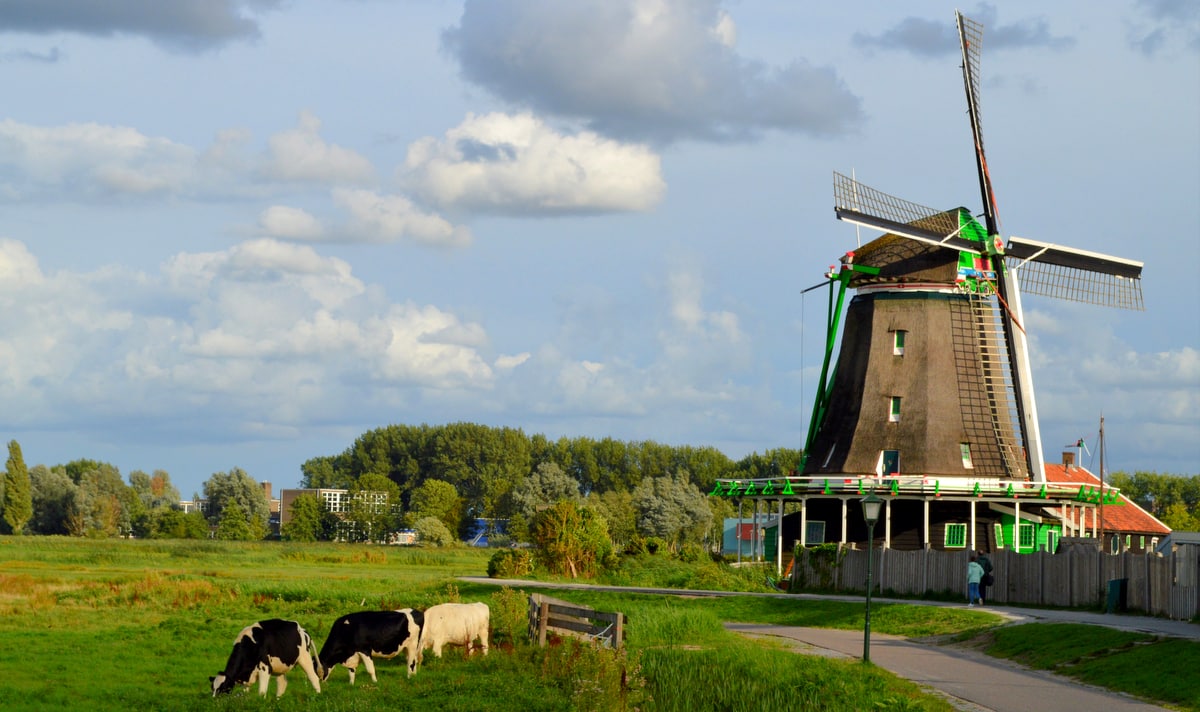 Gado holandês pastando com moinho de vento ao fundo