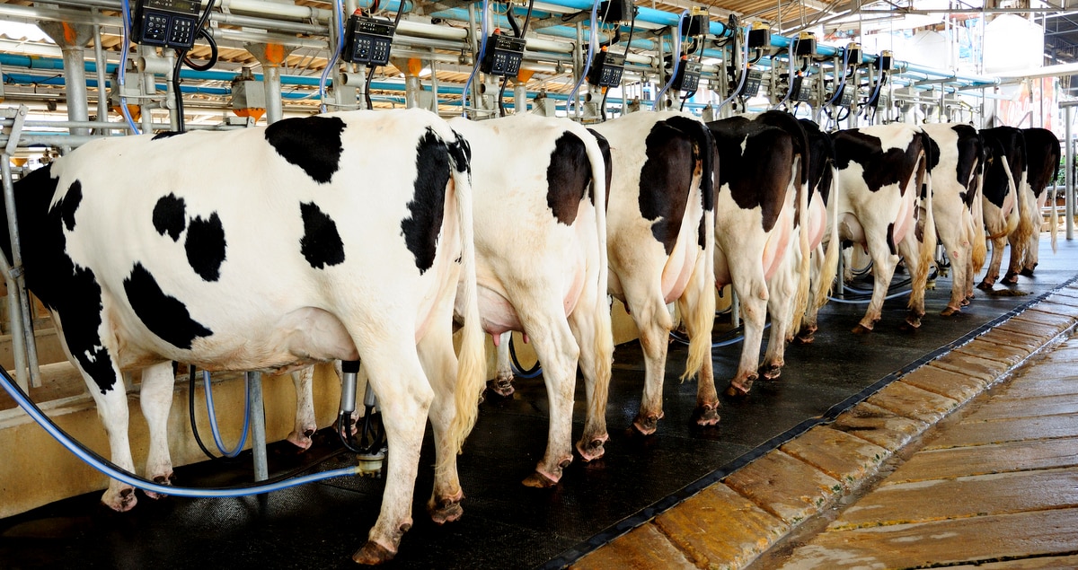 Vacas da raça holandesa durante ordenha mecânica