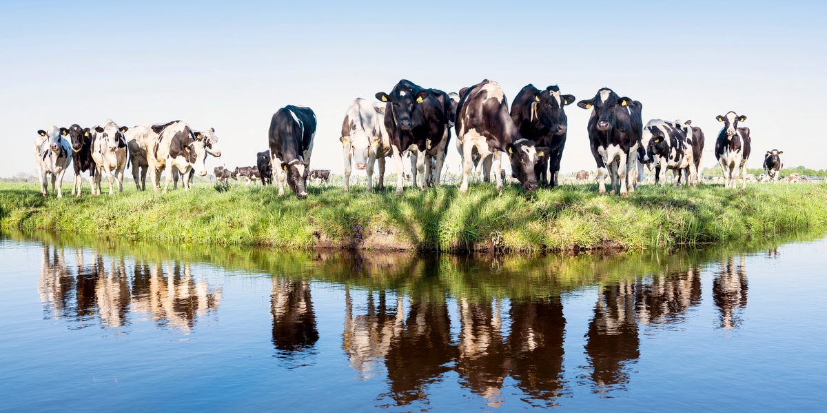 Animais da raça gado holandês às margens de um rio