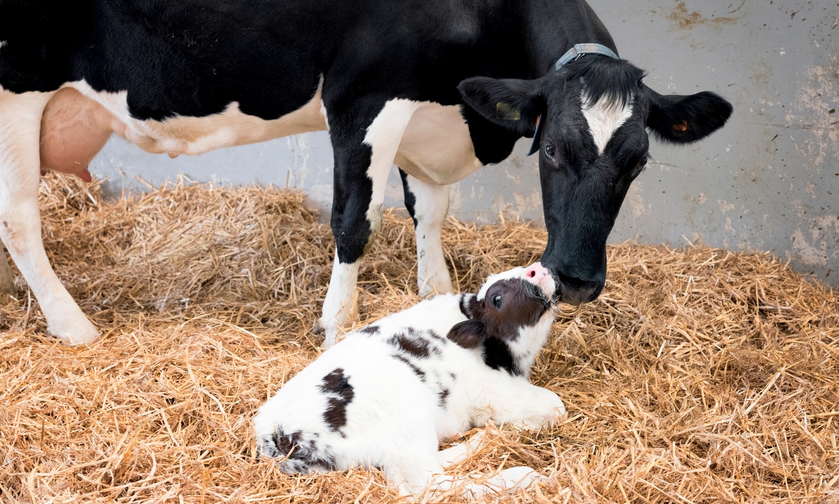 Vaca da raça holandesa com seu bezerro num estábulo.