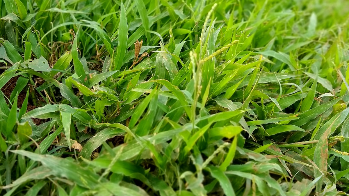 Detalhes de gramado com plantio da variedade batatais