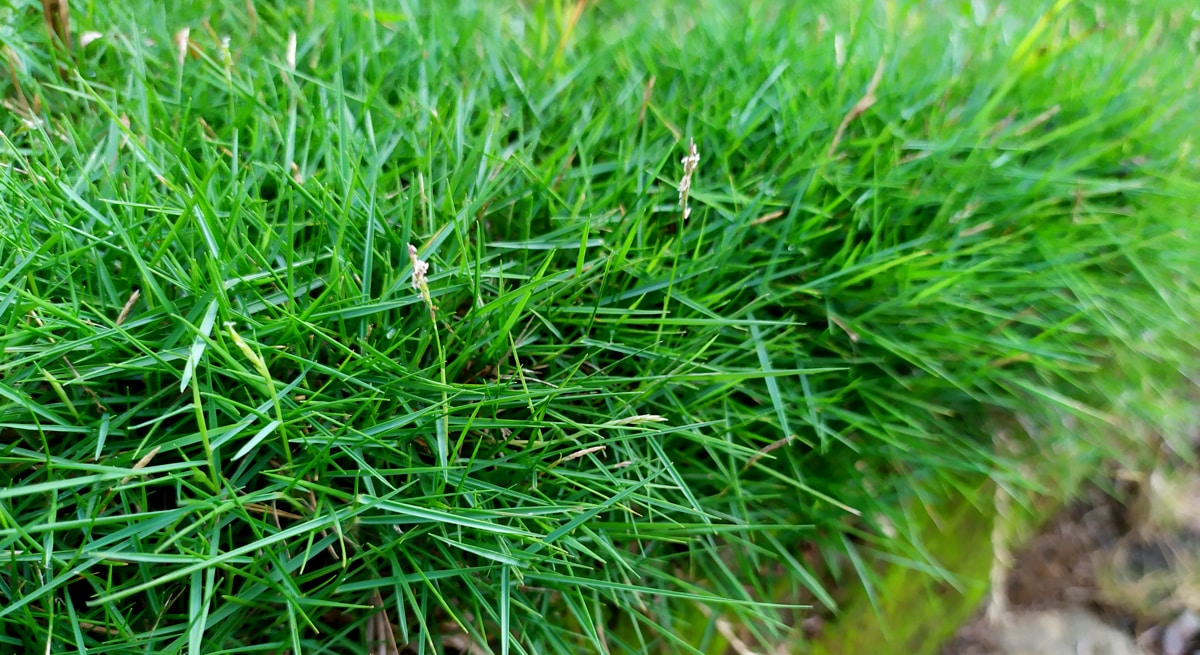 Terreno com plantio de grama esmeralda