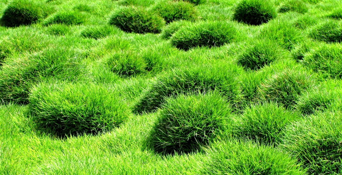 Área de plantio com grama coreana