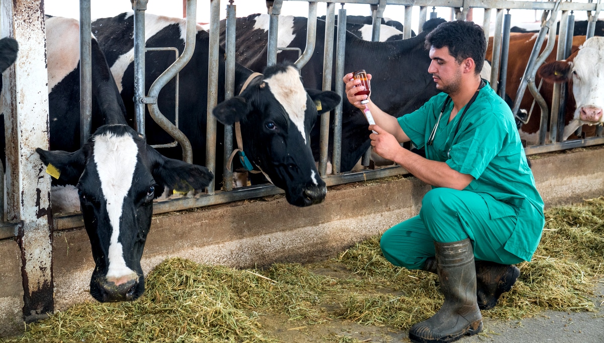 Veterinário prepara injeção a ser aplicada em bovinos