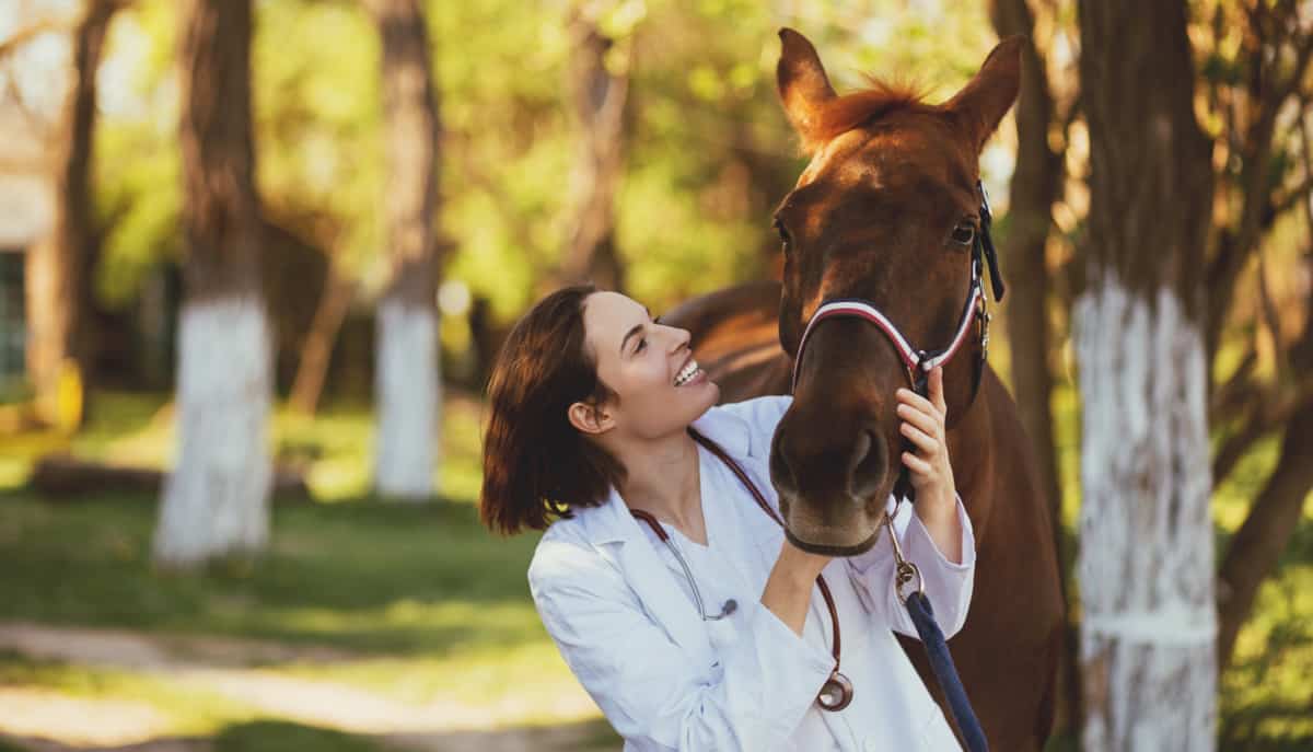 Médico veterinário faz carinho em um cavalo