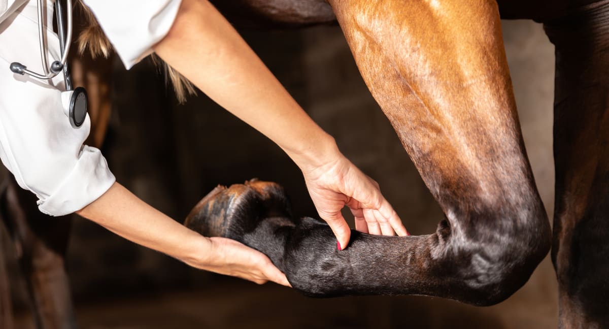 Veterinária analisa a pata de um cavalo