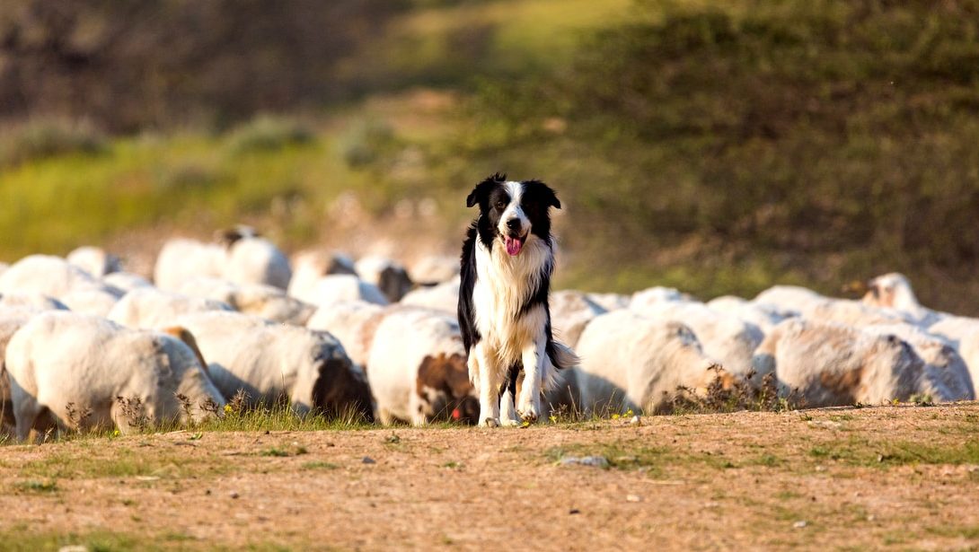 Cachorro pastoreio: quais as raças mais indicadas?