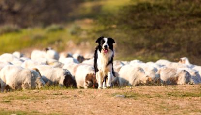 Cães de pastoreio - As raças com instinto de cão pastor