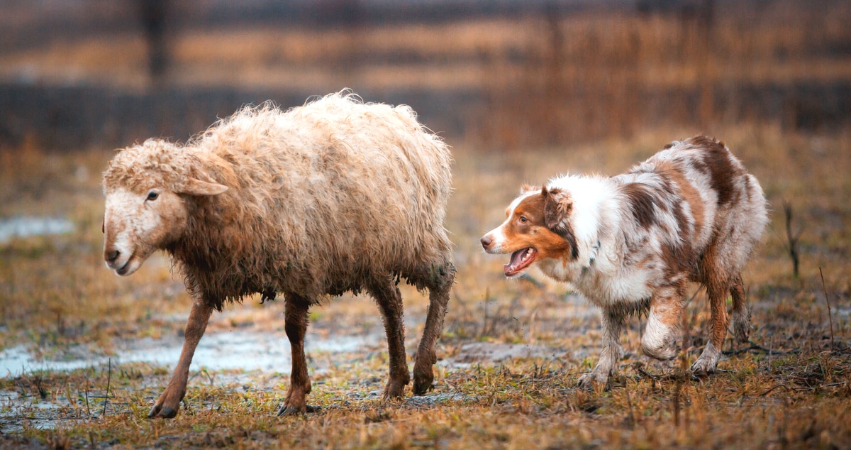 Cachorro pastoreio ao lado de uma ovelha no campo