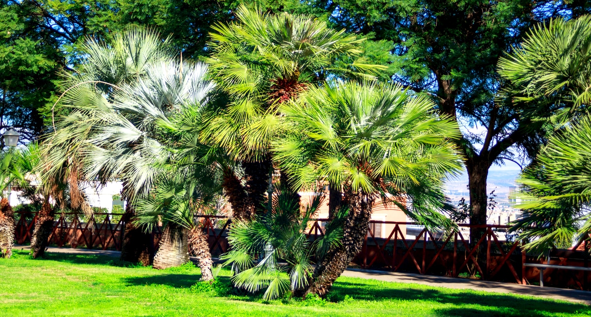 Tipo de palmeira plantada em jardim com grande espaço