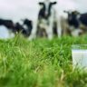 Bovinocultura de leite: o que você precisa saber