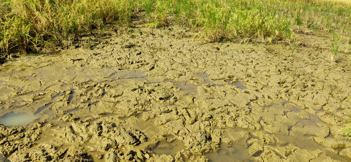 Área bastante úmida de solo aluvial