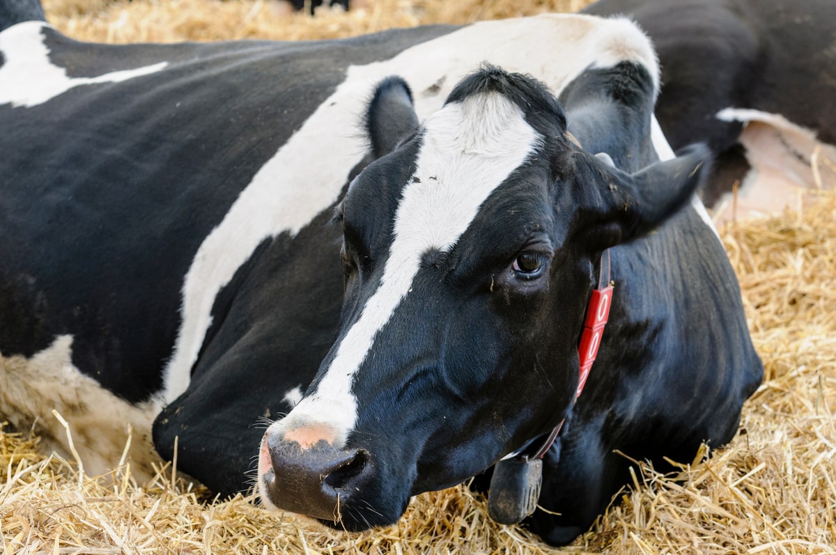 Colar é exemplo de identificação eletrônica de bovinos