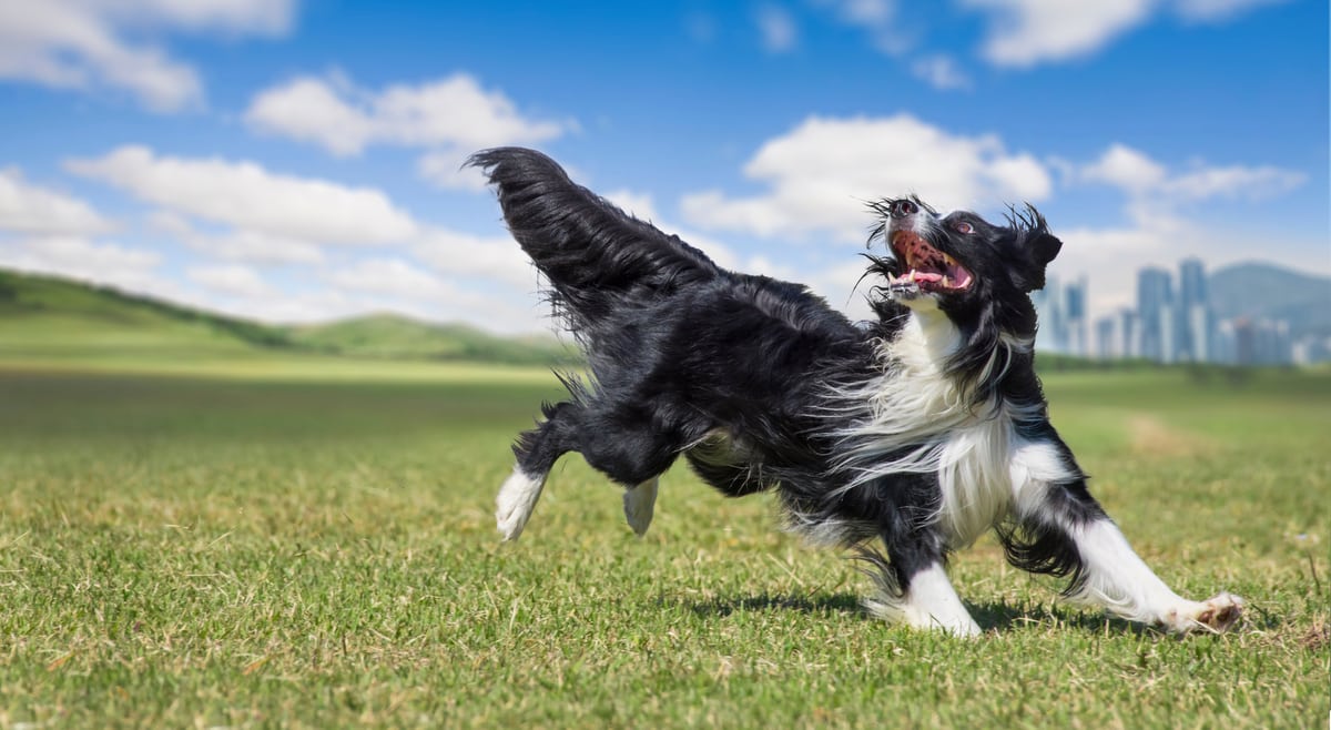 Magazine para cães: Raças de cães: Tudo sobre o Bearded collie