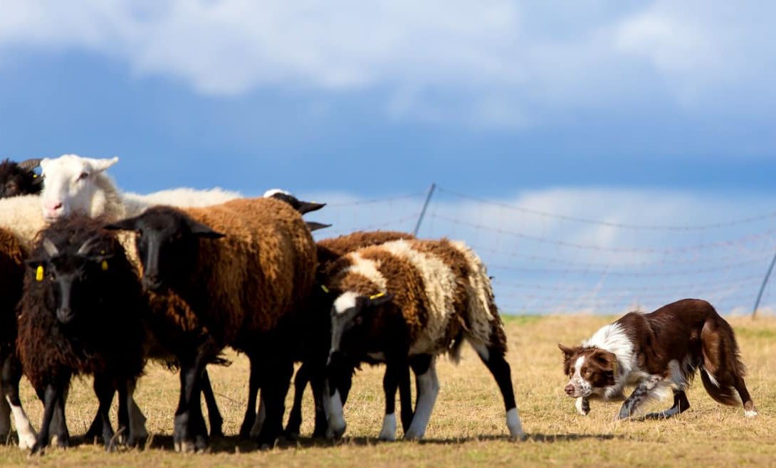 Border collie: a raça de cachorro pastoreio