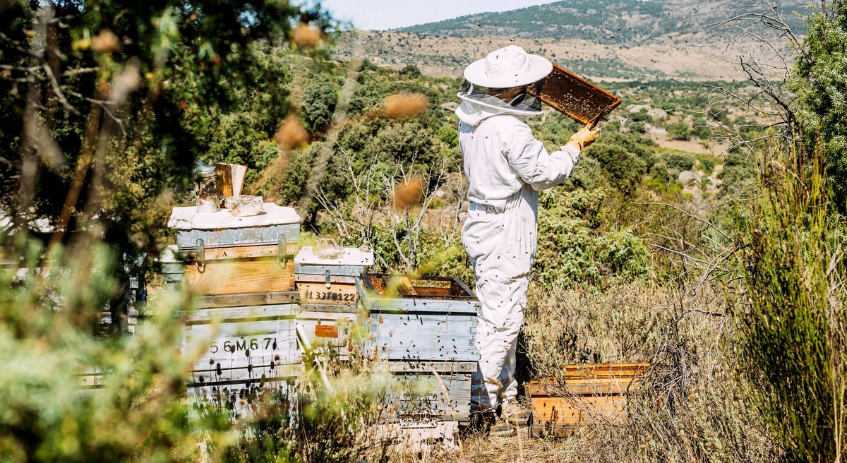 Apicultor analisando colmeias de abelhas. Exploração comercial