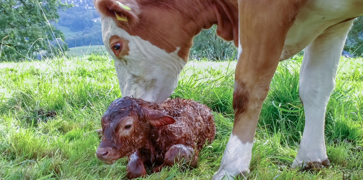 Vaca limpando bezerro logo após o parto