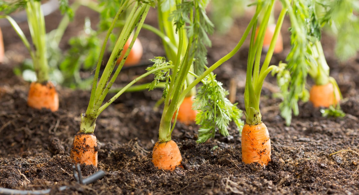 Período certo para plantar cenoura