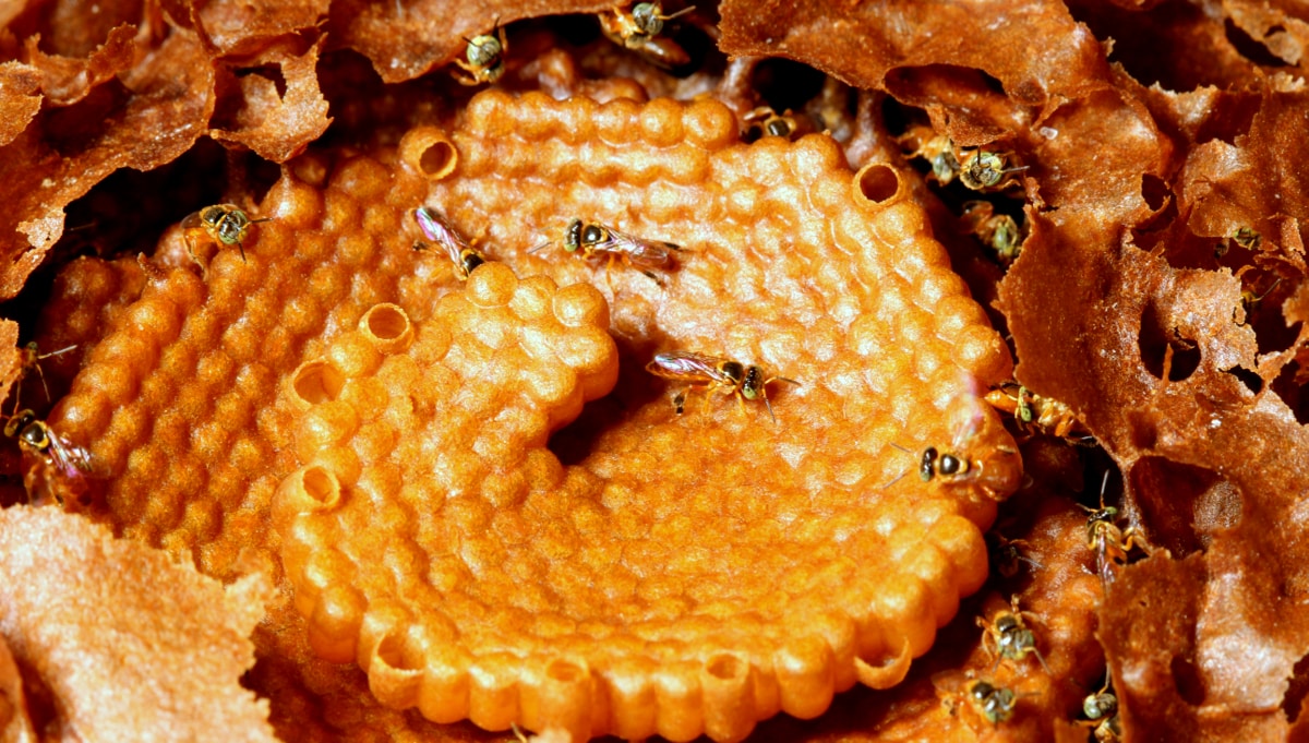 Produção de mel em colmeia