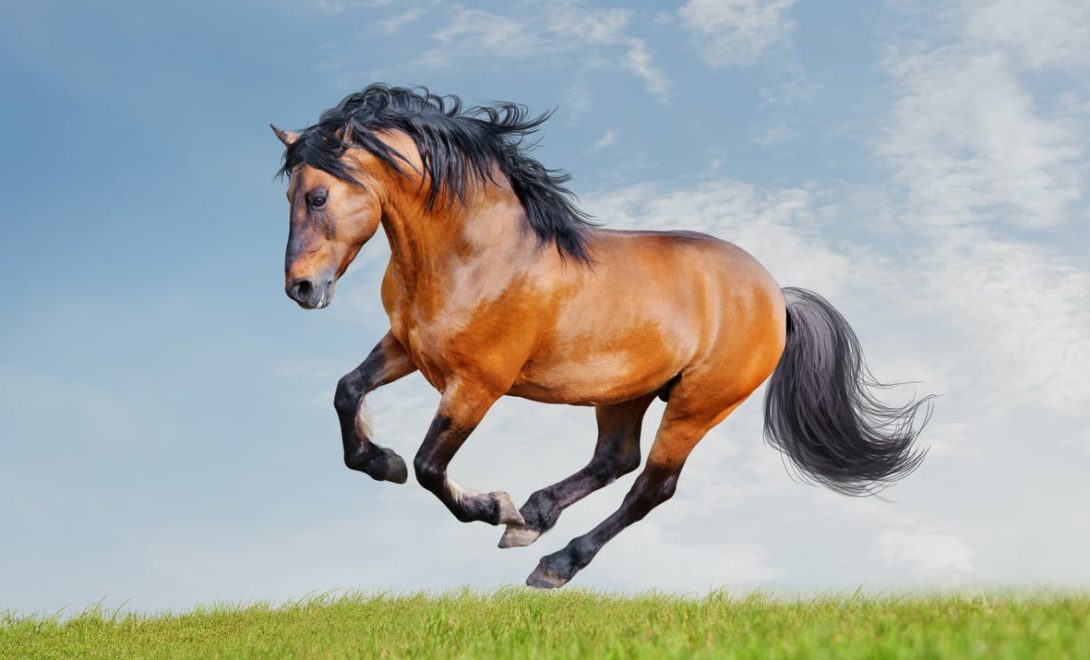 Cavalo lusitano: características da raça