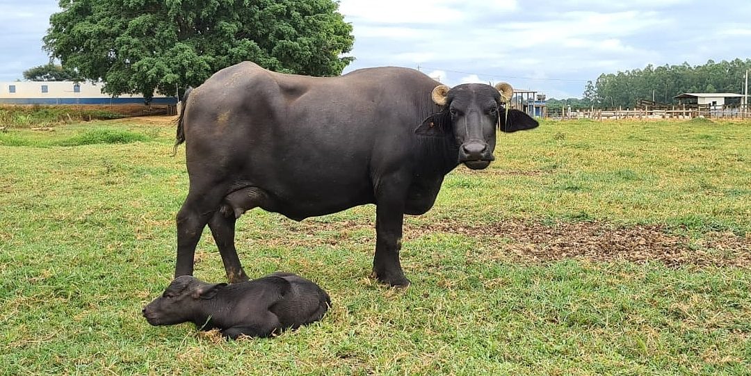 Búfalas leiteiras animal com bezerro