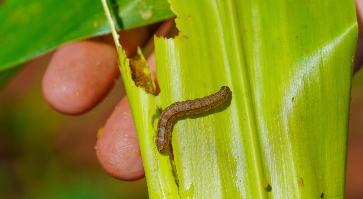 Ação das lagartas do cartucho numa folha de milho