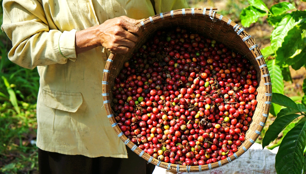 Homem segura cesta com grãos de café robusta