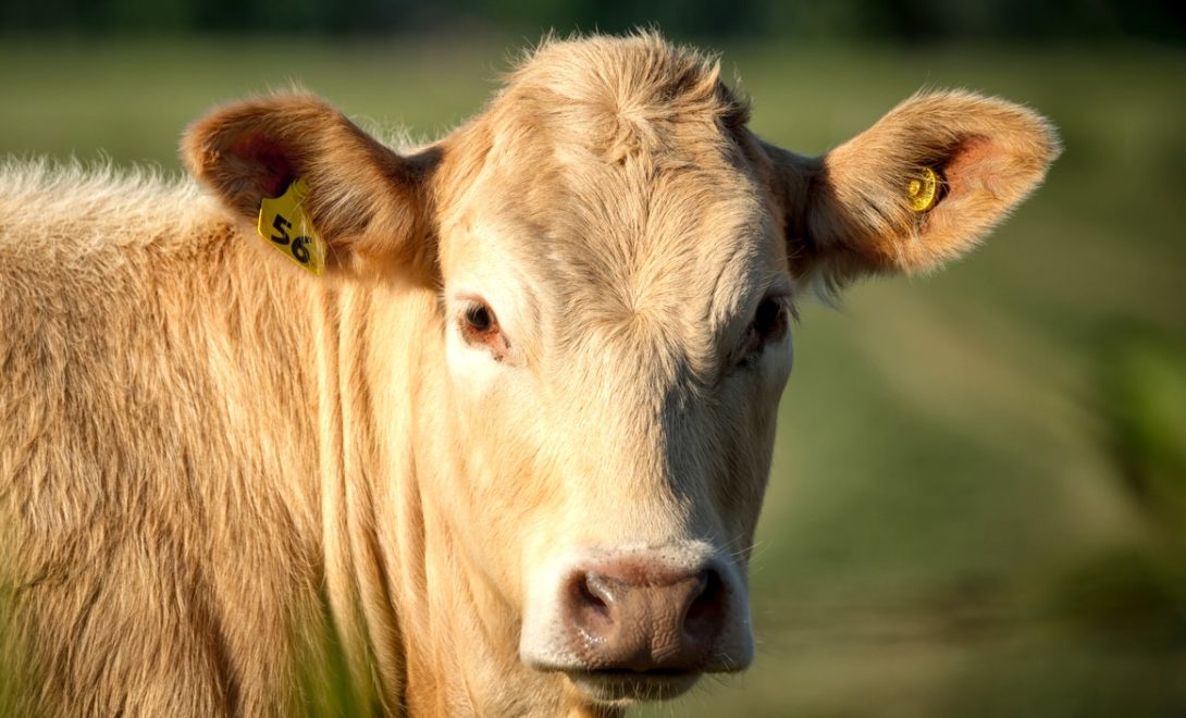 Identificação eletrônica de bovinos: vale a pena investir?