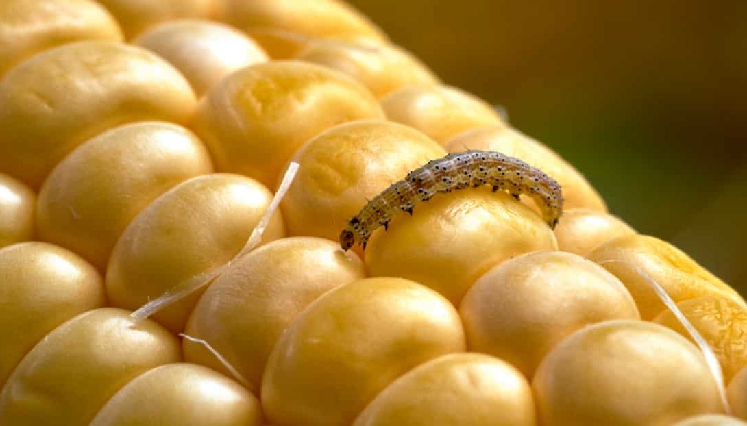 Pragas do milho: confira as principais e como atacam