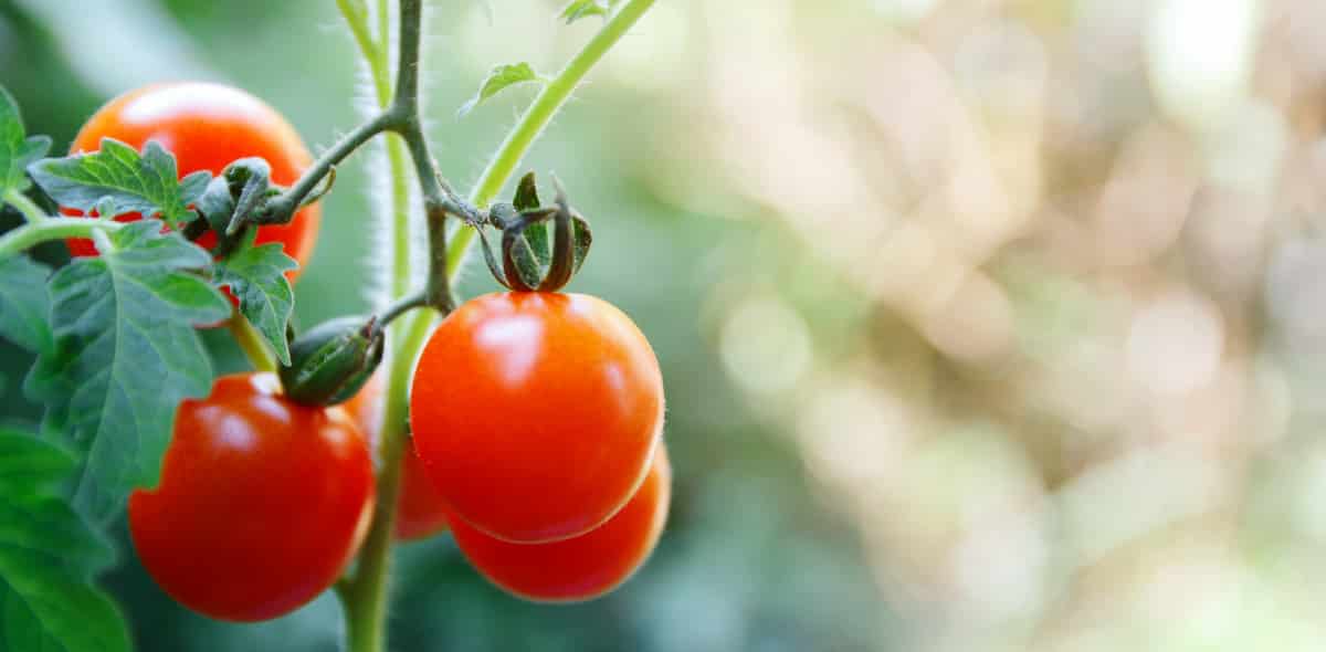 Tomate produzido em clima correto