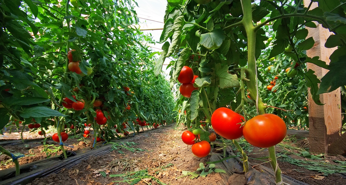 Plantação de tomate com pés em produção