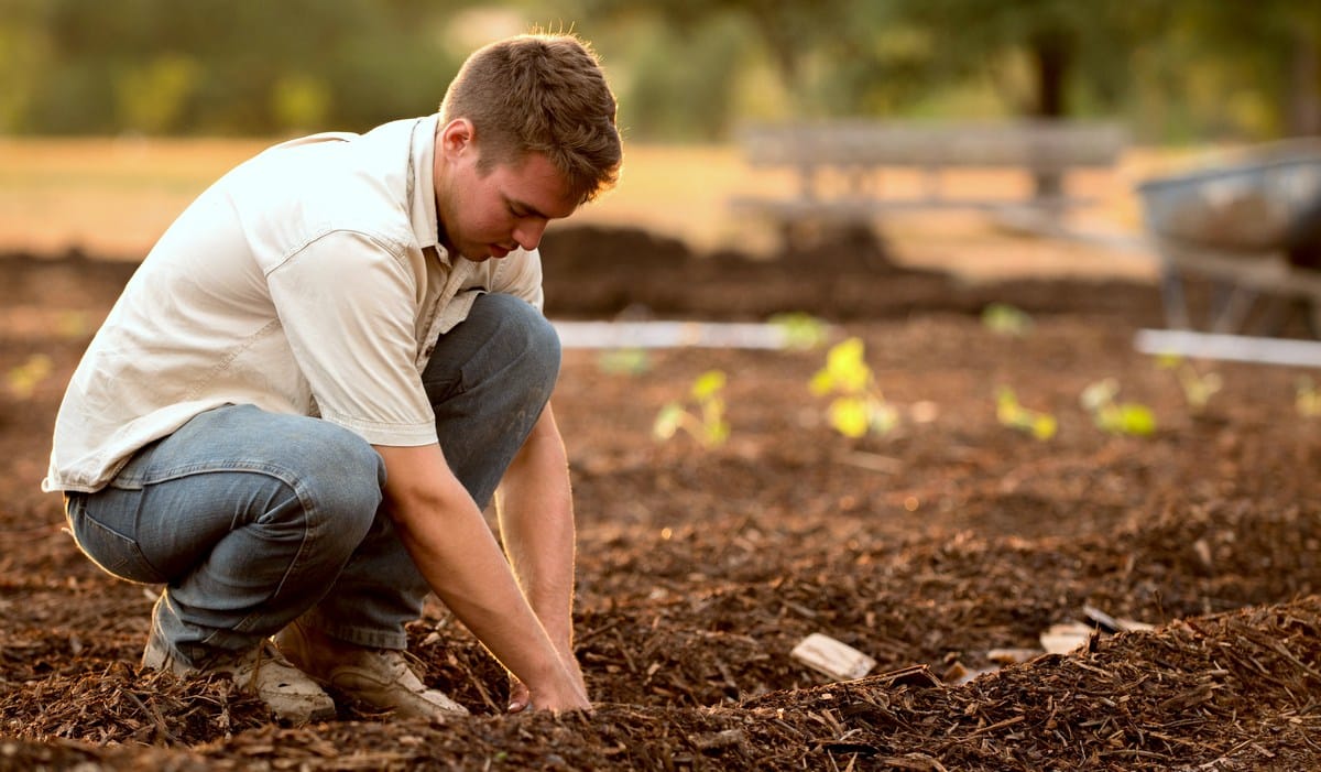Agricultor preparando terra para plantio