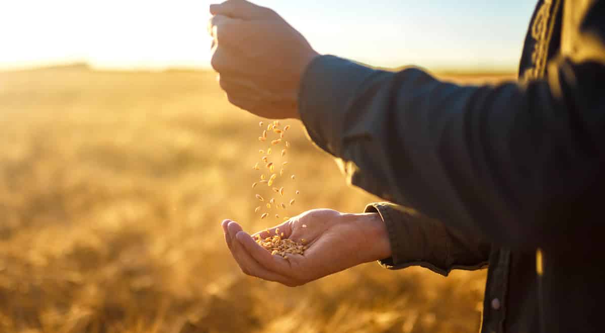 Sustentabilidade e produção de grãos