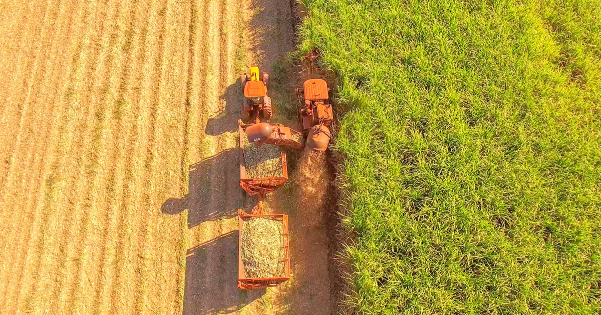 Vista aérea da  colheita da cana. Preocupação com as perdas
