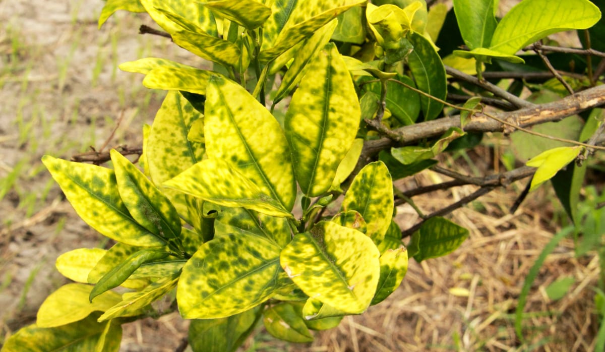 Folhas dos pés de laranja atacadas pelo greening