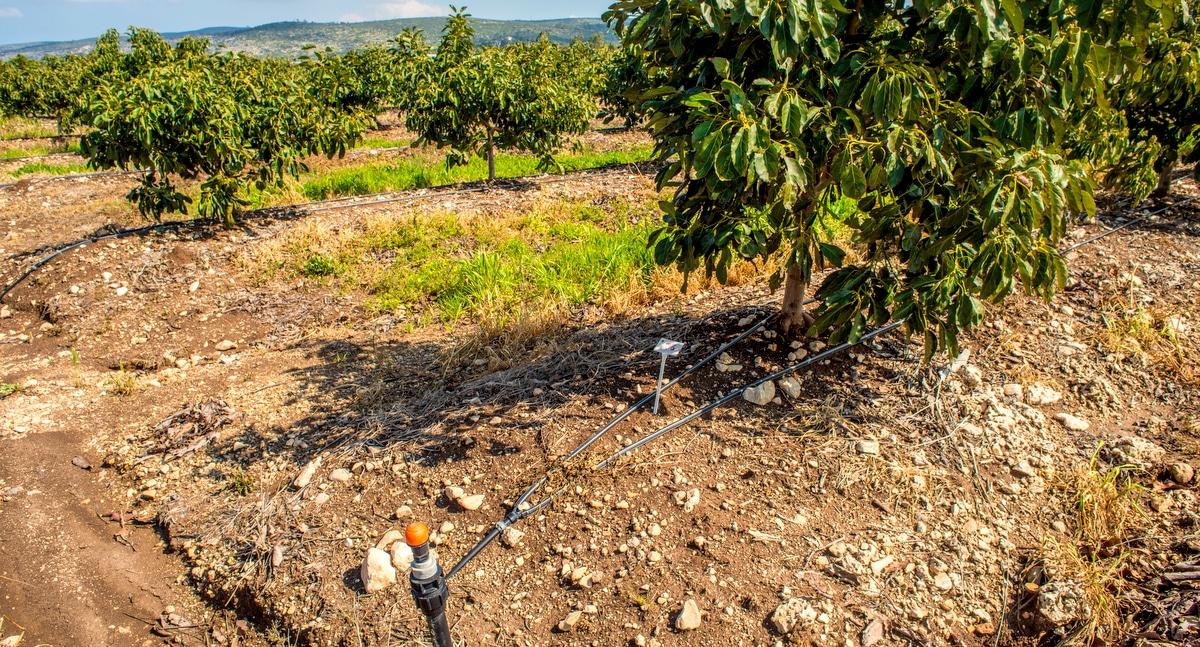 Irrigação de abacateiros