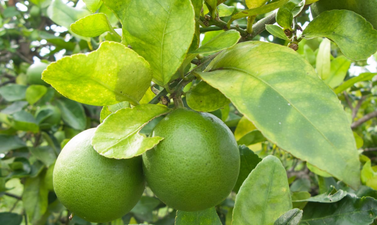 Frutos de laranja na lavoura atacada por greening