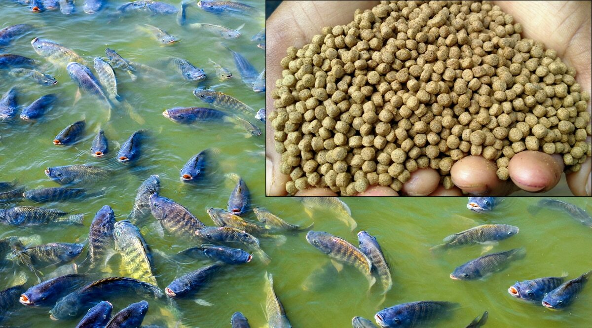 Noções básicas sobre nutrição, alimentação e rações para peixes - MF ...