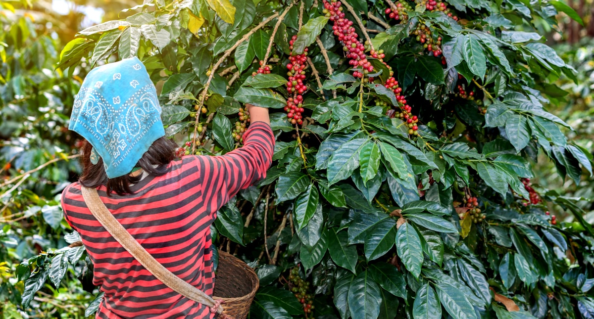 Colheita de café e a produção mundial